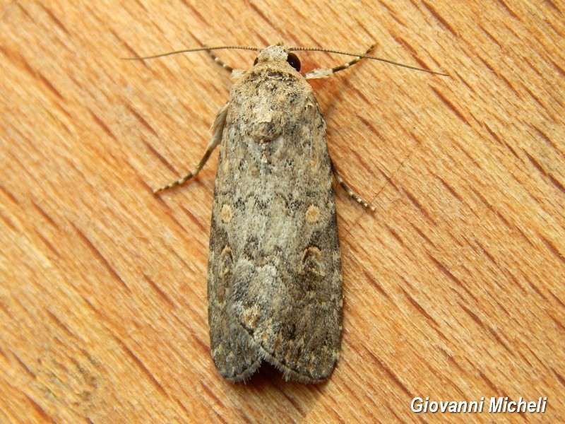 Noctuidae da ID - Spodoptera exigua